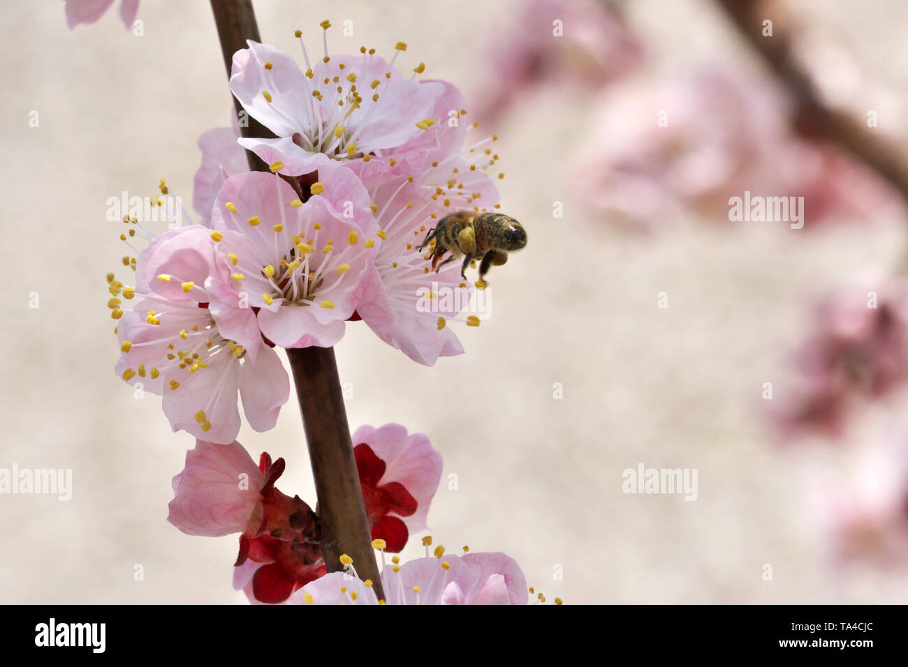 Closeup apricot flowers bloom on a bright sunny spring day in a fruit garden close-up macro photography Stock Photo