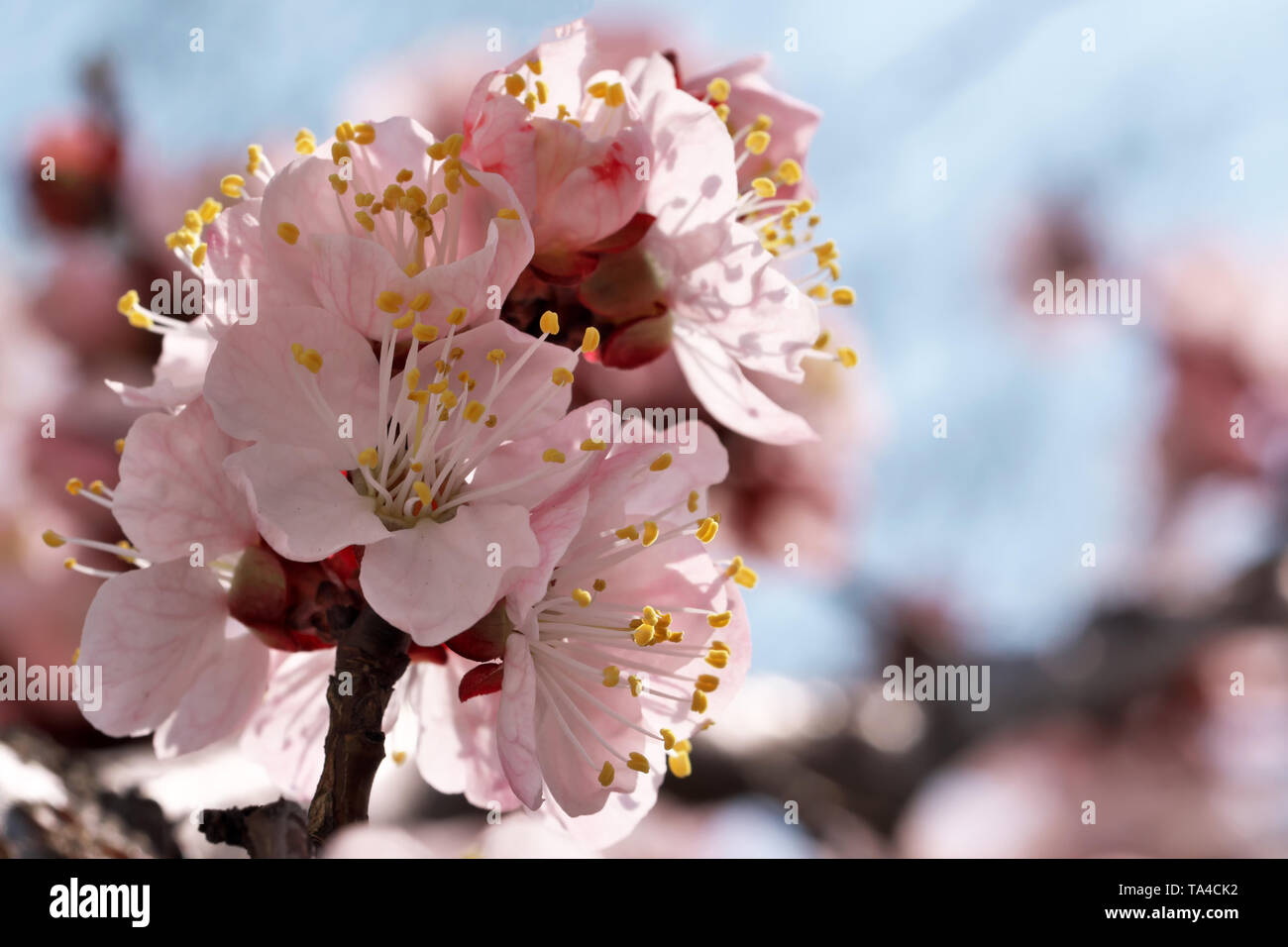 Closeup apricot flowers bloom on a bright sunny spring day in a fruit garden close-up macro photography Stock Photo