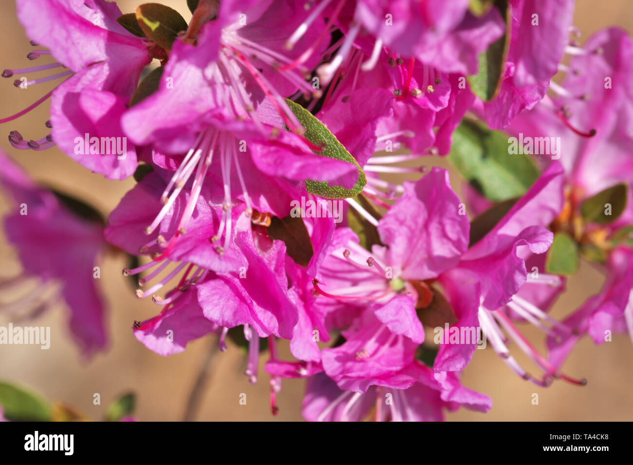Close-up pink rhododendrons bloom bright sunny spring day in the botanical garden macro photography Stock Photo