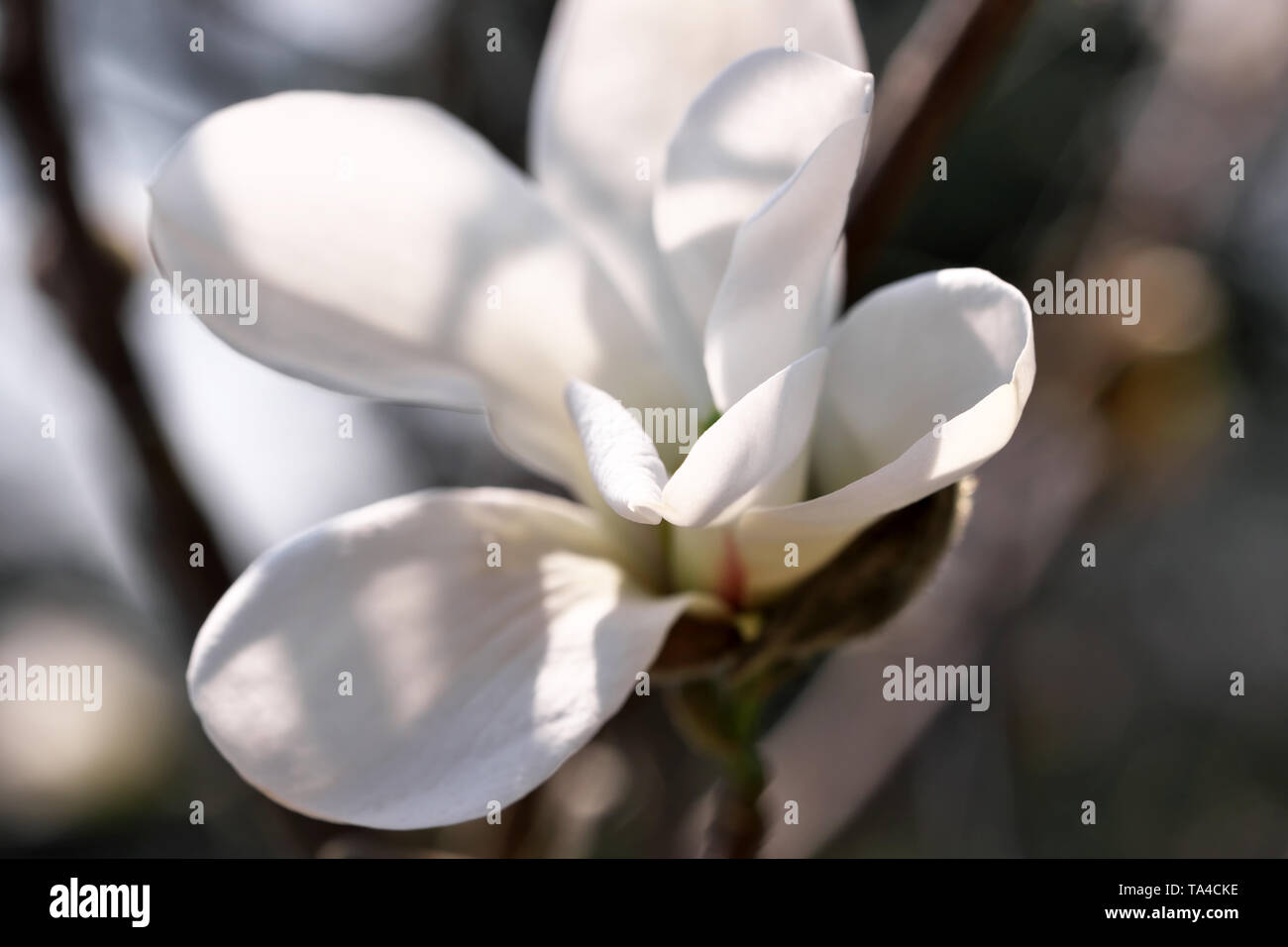 White magnolia flowers closeup bloom bright sunny spring day Stock Photo
