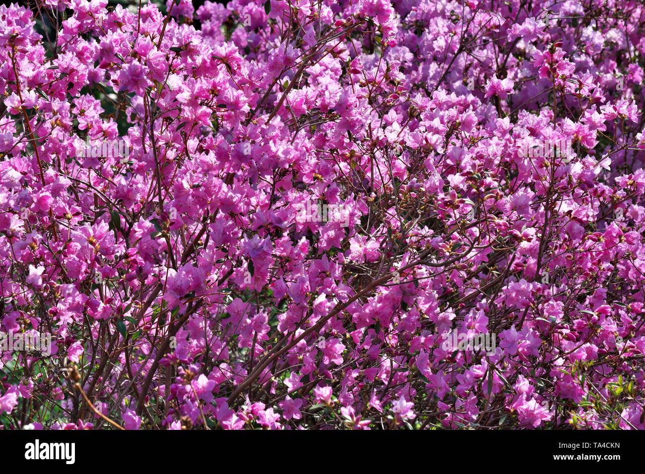 Pink rhododendrons bloom bright sunny spring day in the botanical garden Stock Photo