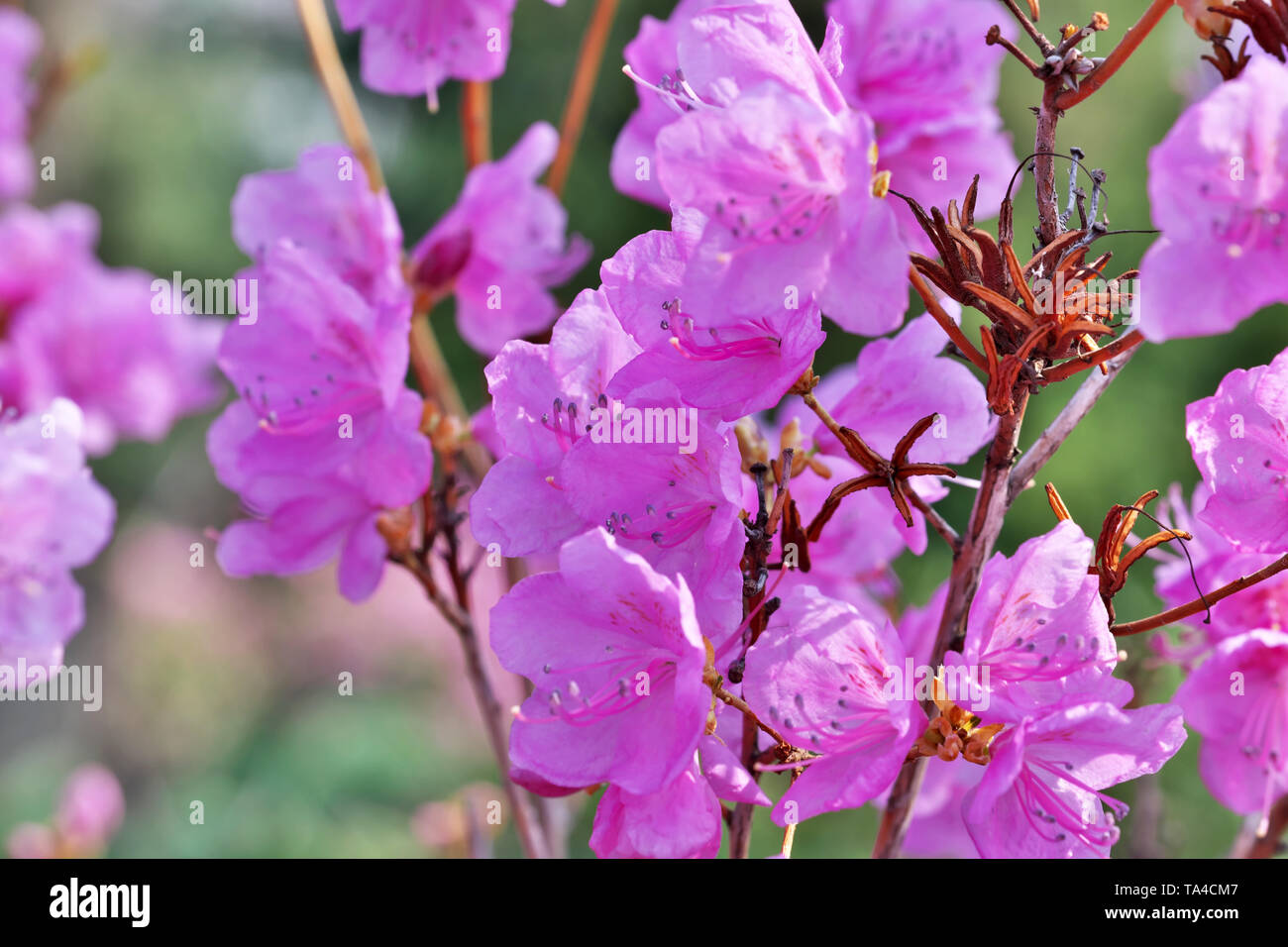 Close-up pink rhododendrons bloom bright sunny spring day in the botanical garden macro photography Stock Photo