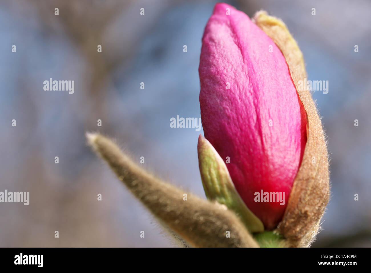Closeup of a pink magnolia flower blossom on a bright sunny spring day Stock Photo