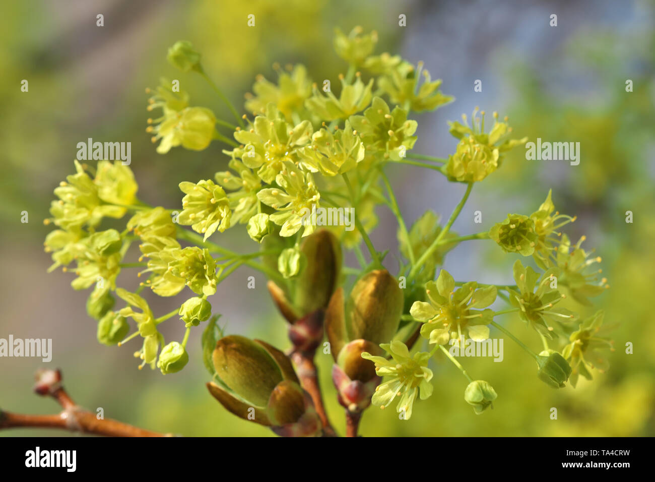 Yellow flowers on a bush close-up are blooming on a bright sunny spring day Stock Photo