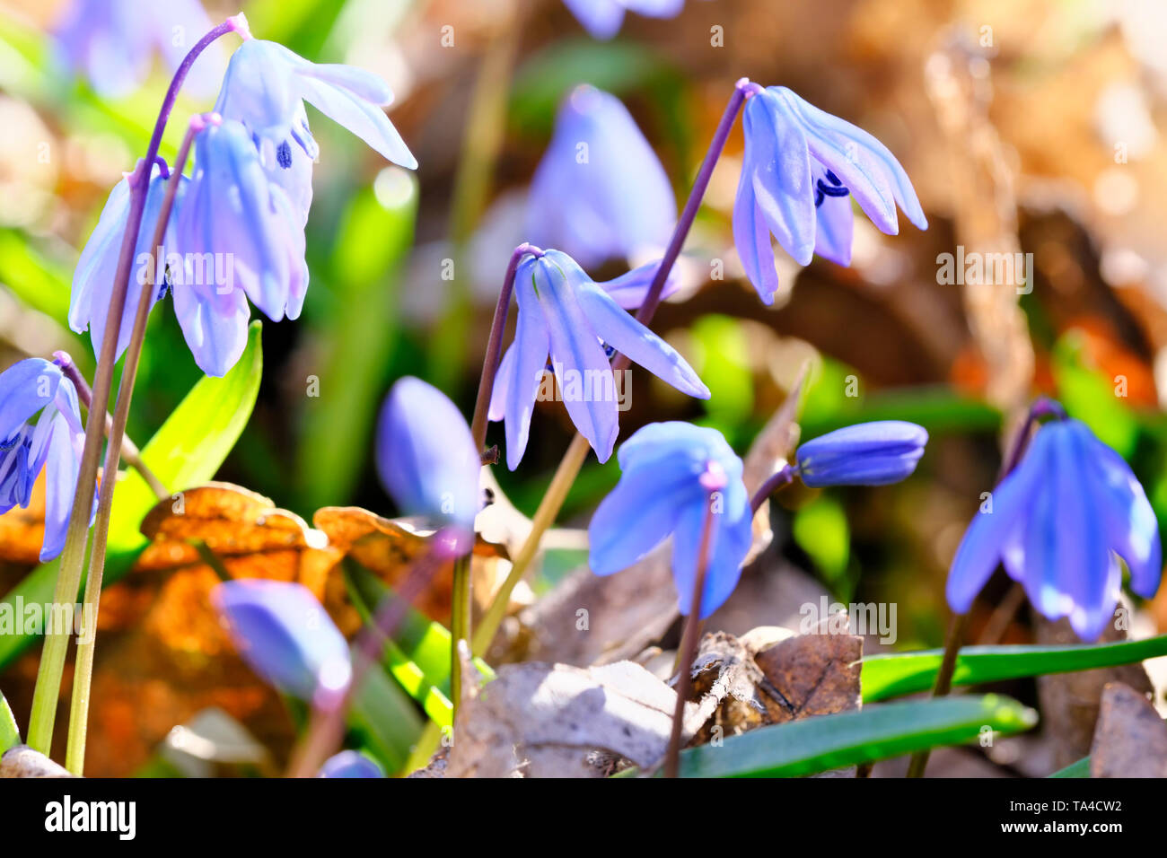 The first spring flowers snowdrops bloom bright spring day close-up macro photography Stock Photo