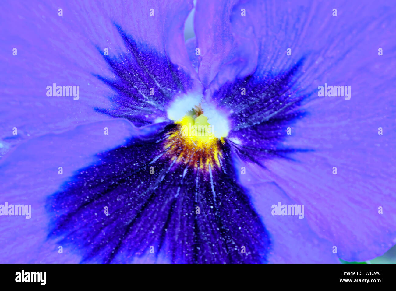 The first spring flowers of violets bloom on a bright spring day close-up macro photography Stock Photo