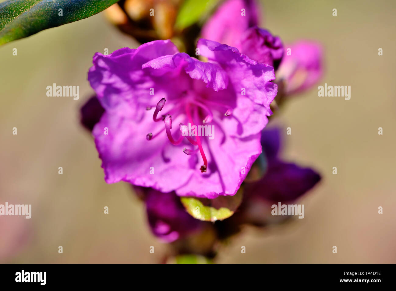 The first spring flowers bloom on a bright spring day close-up macro photography Stock Photo