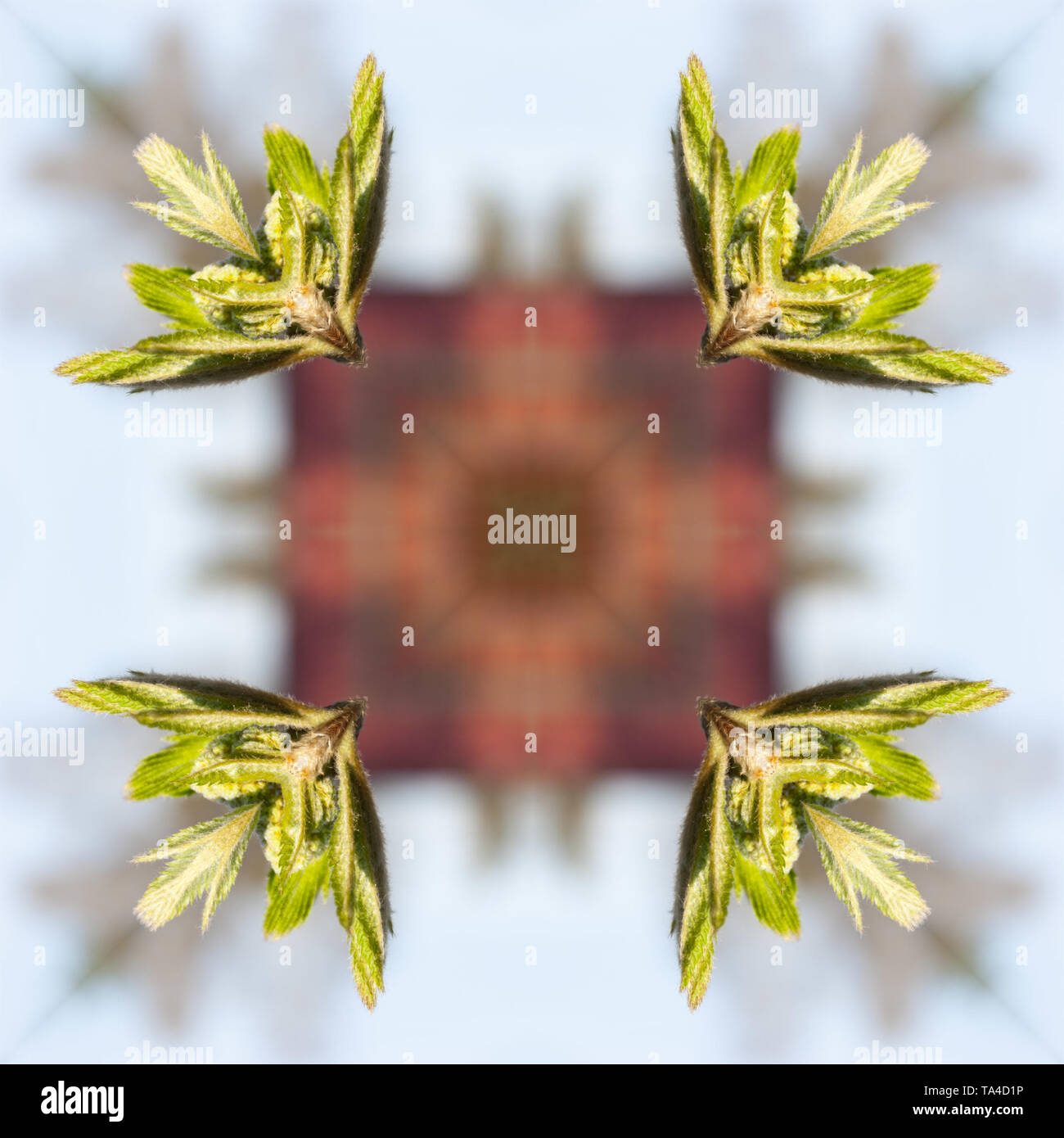 A collage of photos, pattern - spring twigs with buds and small leaves, young shoots, macro Stock Photo