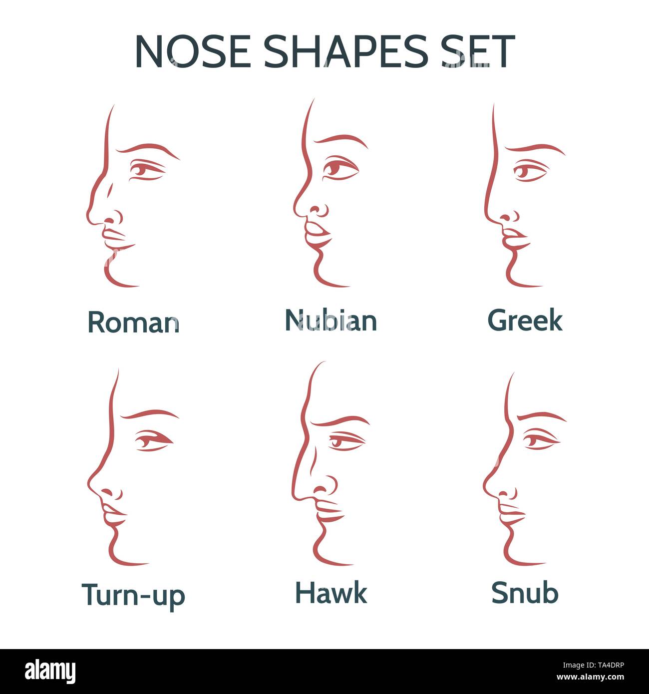 Main Nose Shapes. Contour human faces with different noses. Vector illustration. Stock Vector