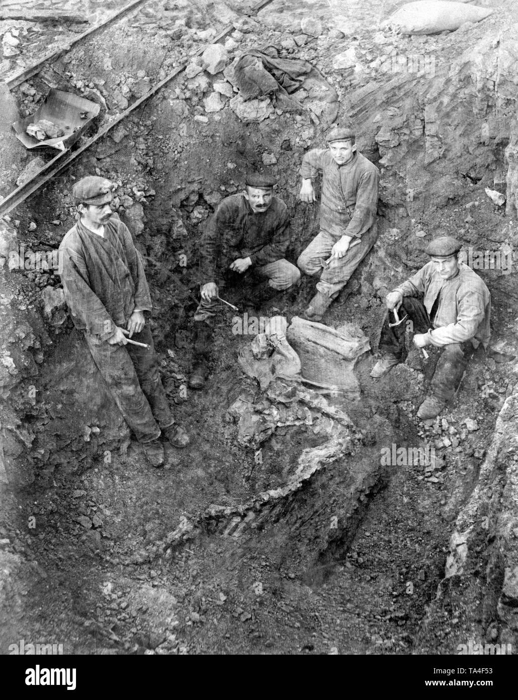 Paleontologists, dig up a skeleton of a dinosaur under the direction of Prof. Jaekel. Stock Photo