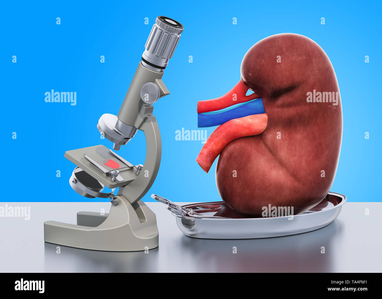 Research and diagnostics of kidney disease concept. Laboratory microscope with human kidney, 3D rendering Stock Photo