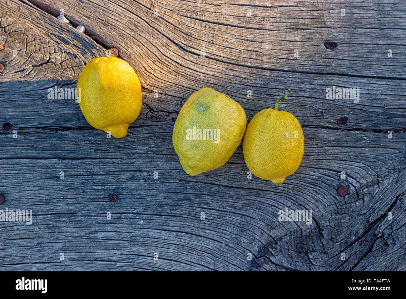 Three large organic Spanish lemons freshly picked from a tree on the mountains sat on a rustic and weathered wooden table in the sun Stock Photo