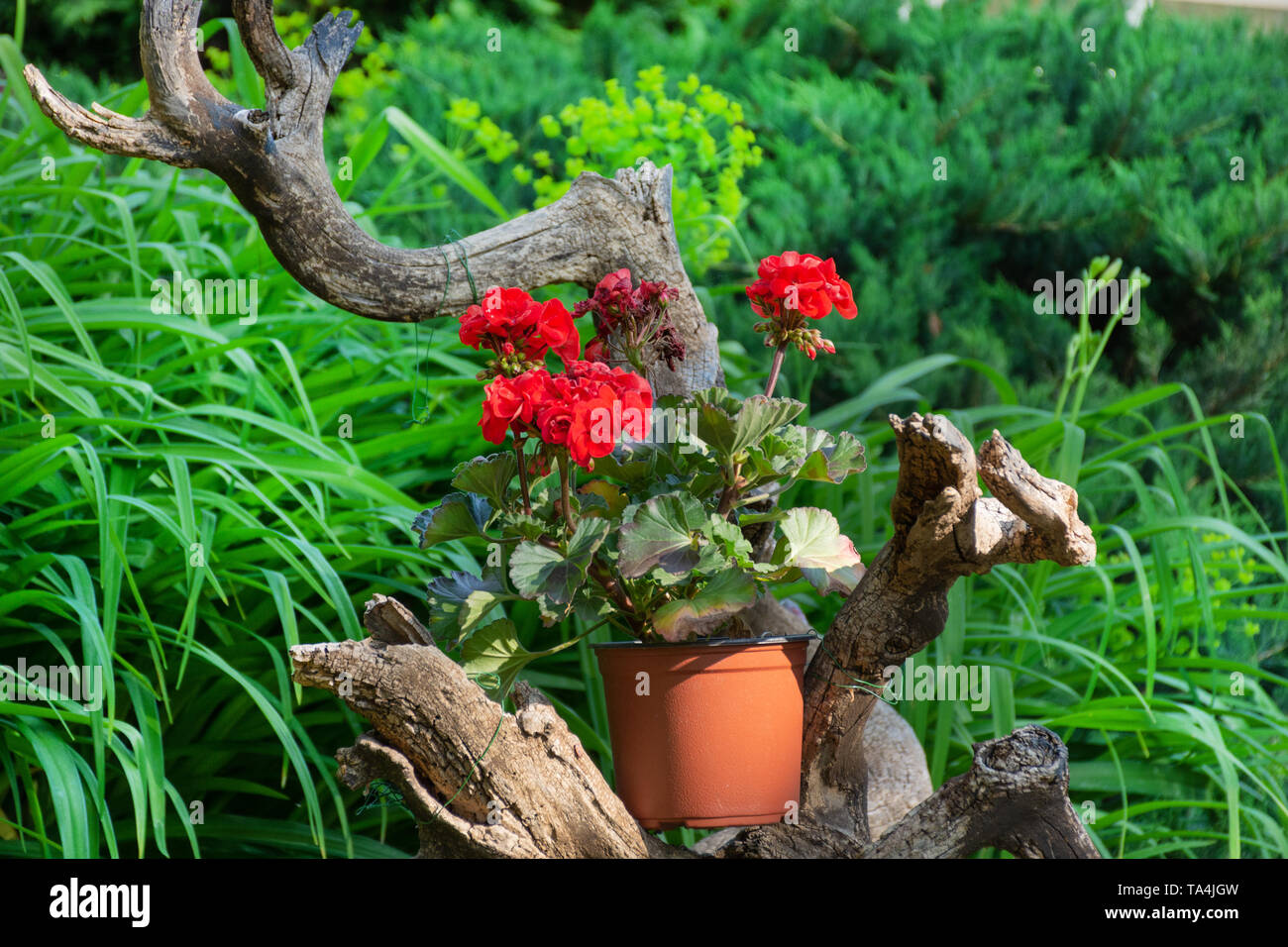 Red pelargonium flower on a decorative wood branch and green grass and plant in the background. Home and garden decorative flower. Close up Stock Photo