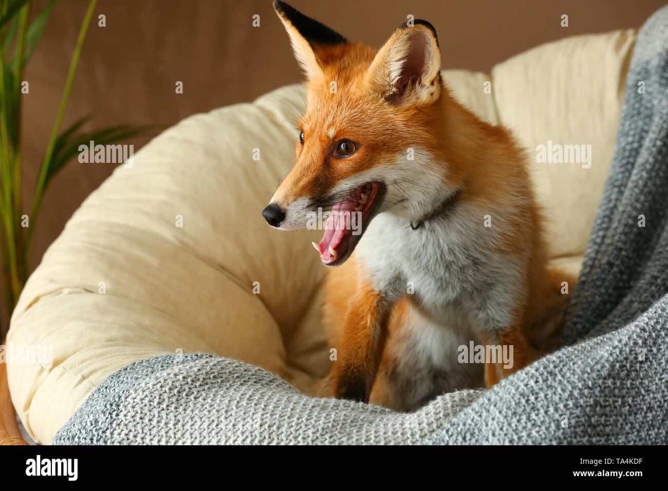 Cute funny fox on lounge chair at home Stock Photo - Alamy