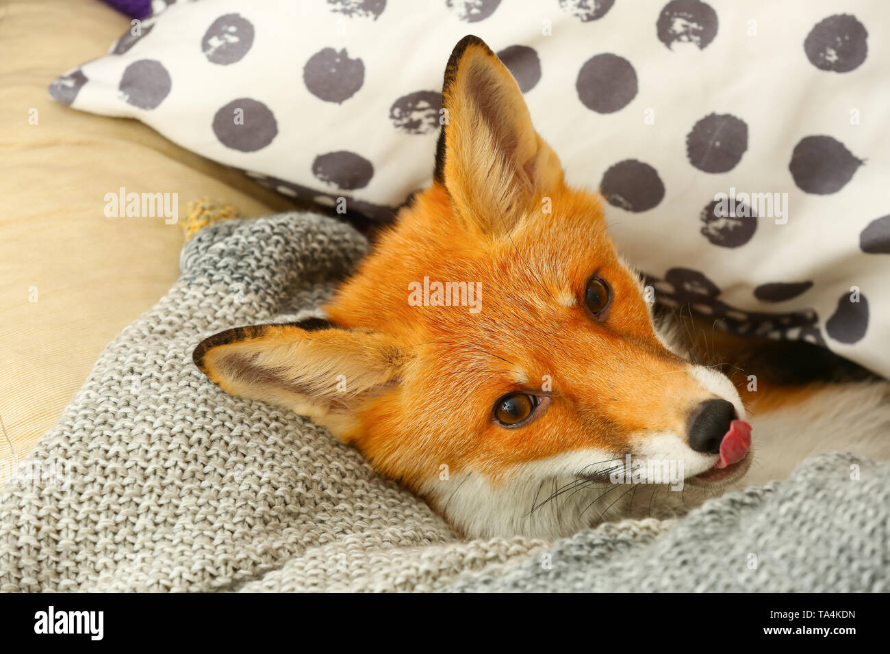 Cute funny fox lying on lounge chair at home Stock Photo - Alamy
