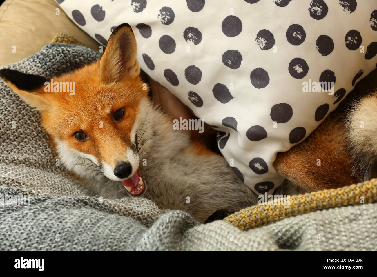 Cute funny fox lying on lounge chair at home Stock Photo - Alamy