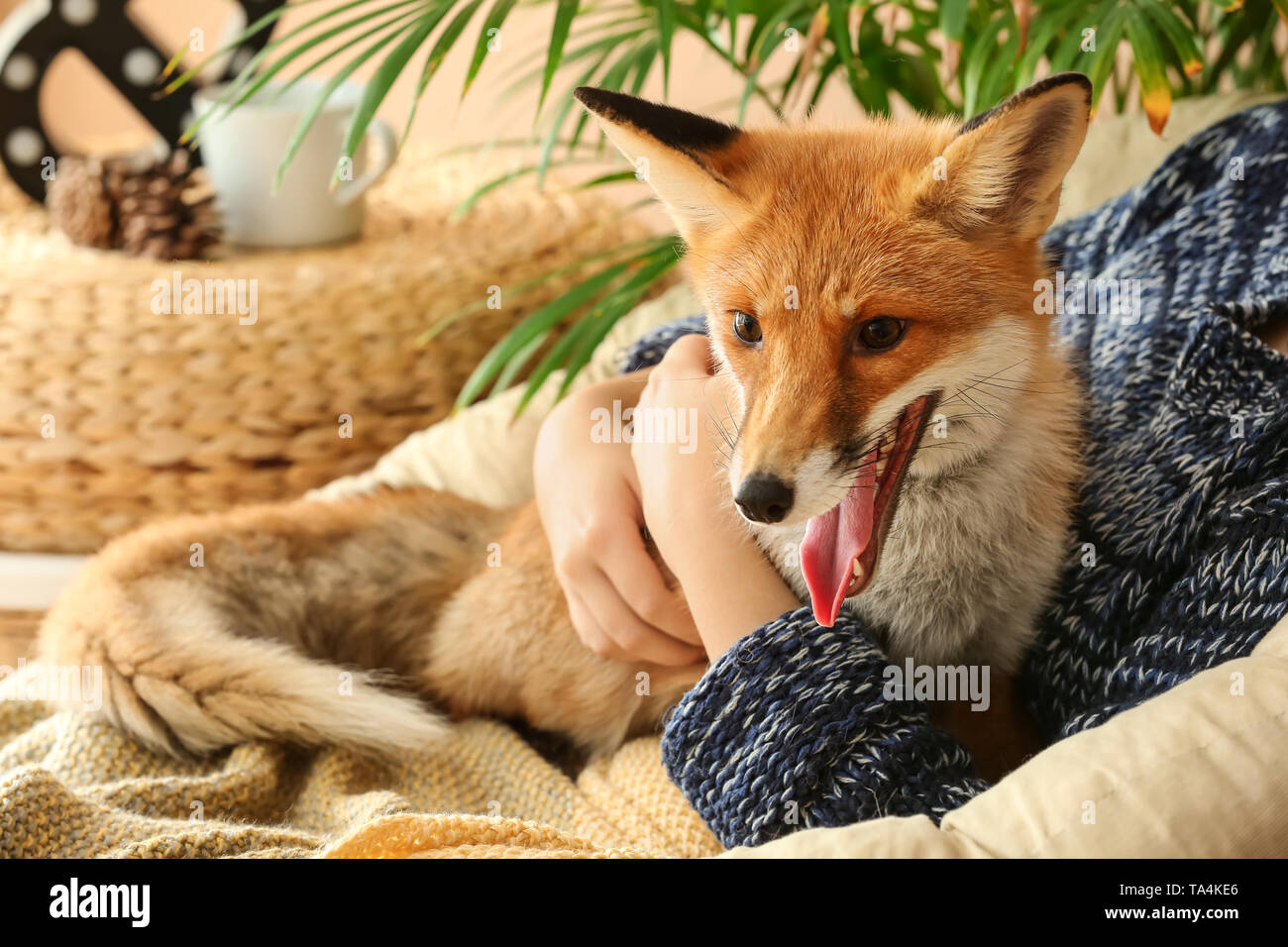 Cute funny fox with owner at home Stock Photo - Alamy