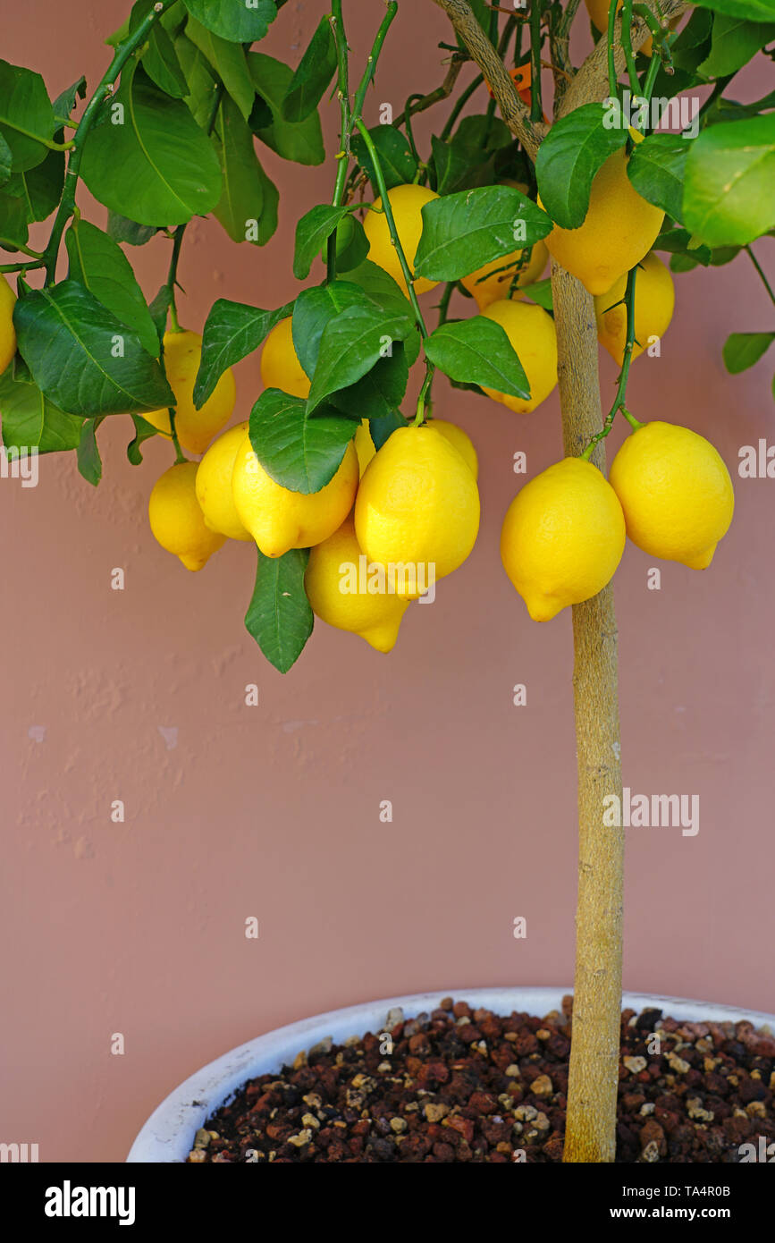 Citrus growing container hires stock photography and images Alamy