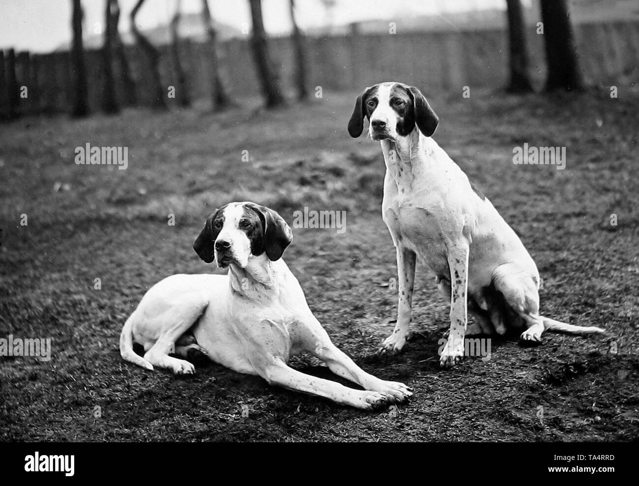 English pointer Black and White Stock Photos & Images Alamy