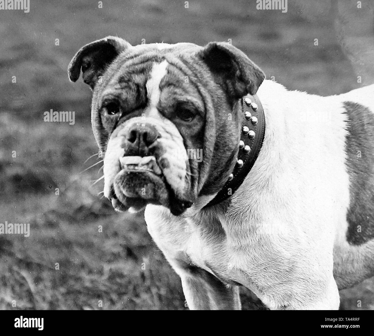 Victorian bulldog hires stock photography and images Alamy