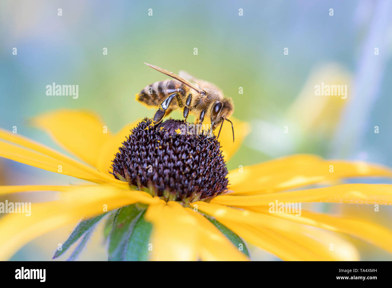 Bee - Apis mellifera - pollinates coneflower - Rudbeckia subtomentosa Stock Photo