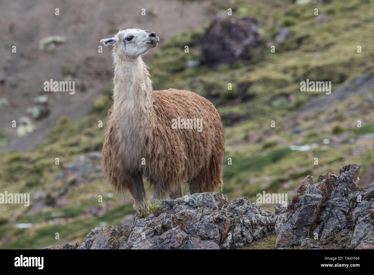A domestic llama (Lama glama) from the puno of the high Andes in Southern Peru.  Their fur will be used to knit sweaters and hats. Stock Photo