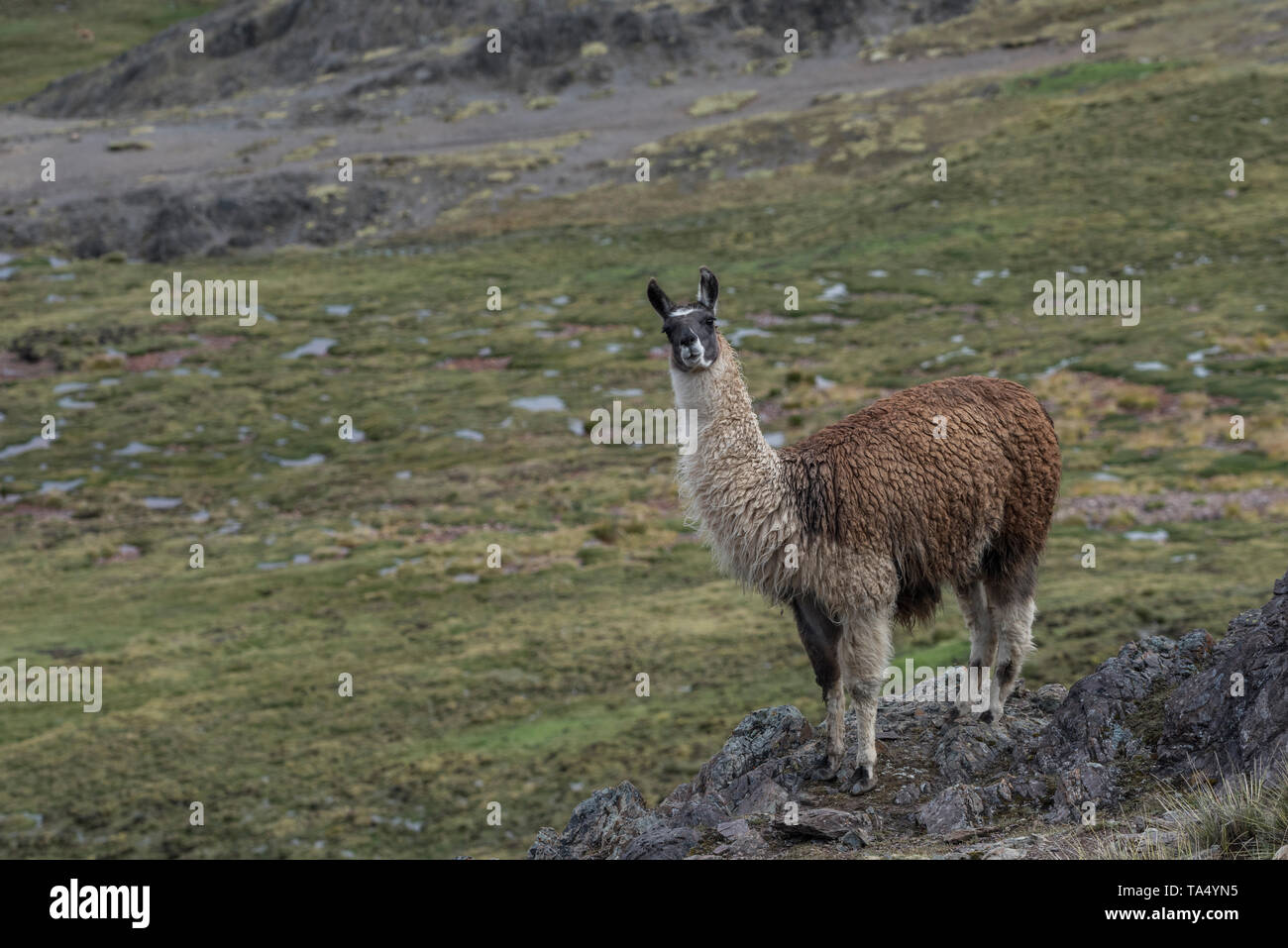 A domestic llama (Lama glama) from the puno of the high Andes in Southern Peru.  Their fur will be used to knit sweaters and hats. Stock Photo