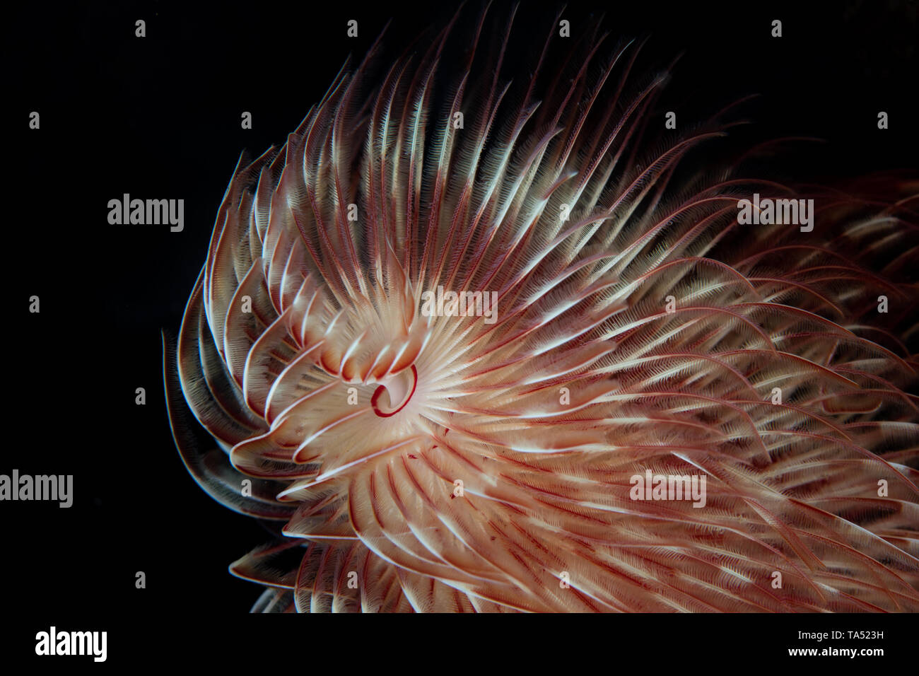 Feather Duster Worm High Resolution Stock Photography and Images Alamy