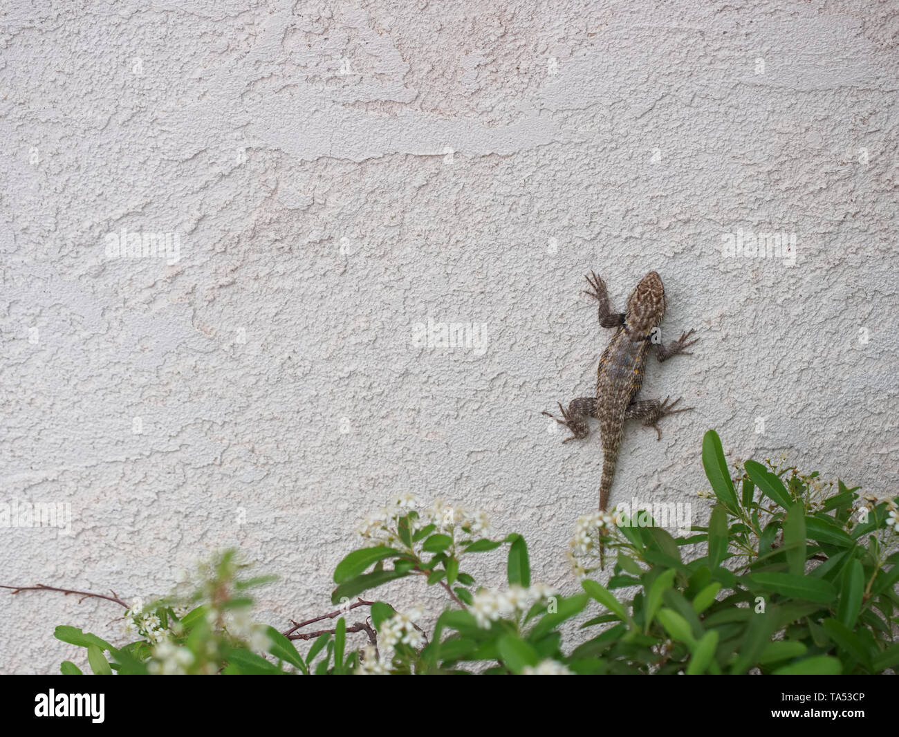 Lizard climbing on a wall in Las Vegas, Nevada Stock Photo Alamy