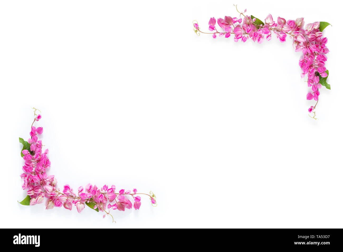 pink floral flower border frame as corner on white background with copy space Stock Photo