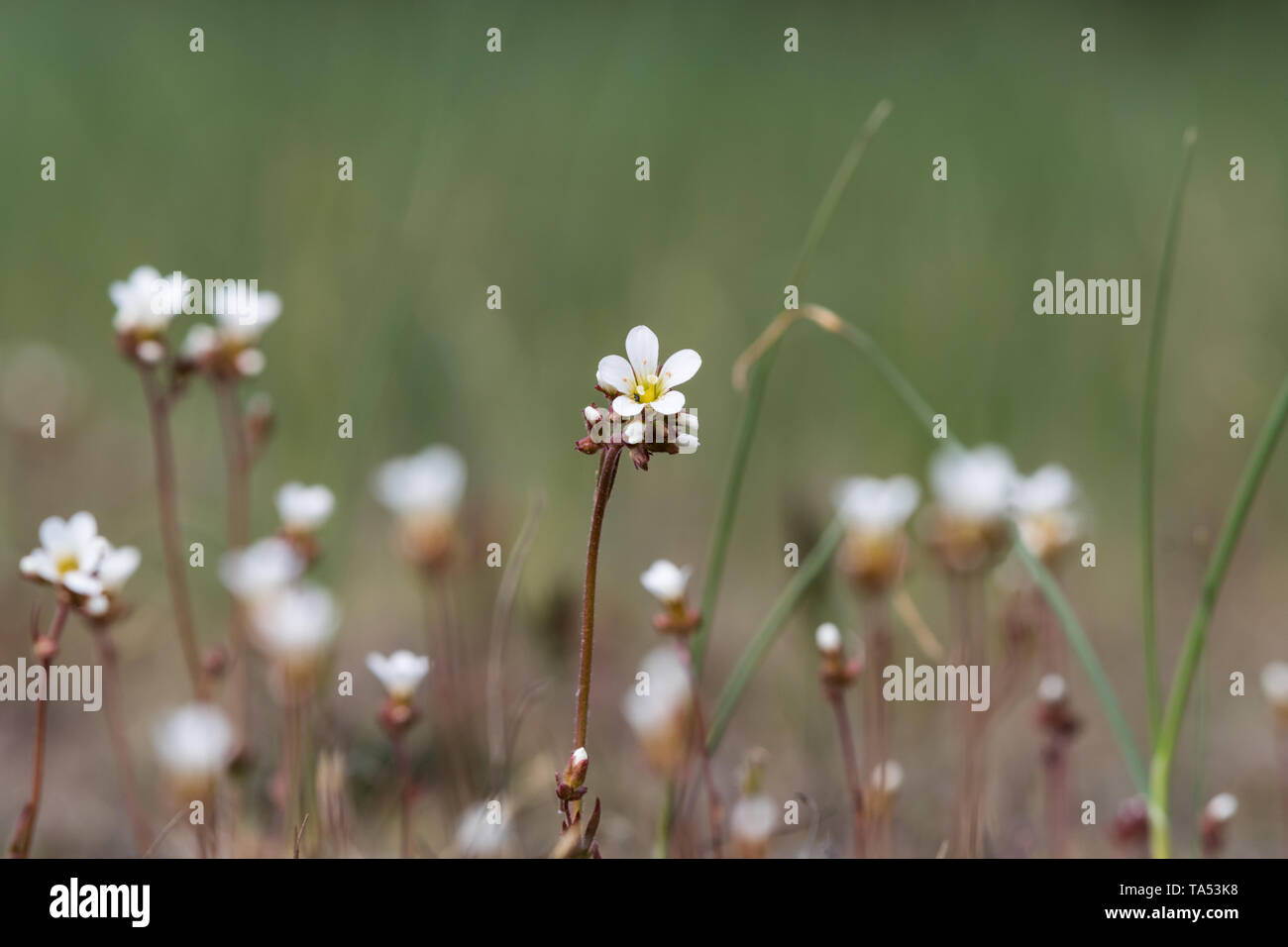 Saxifrage flower closeup in a meadow by a natural blurred background Stock Photo
