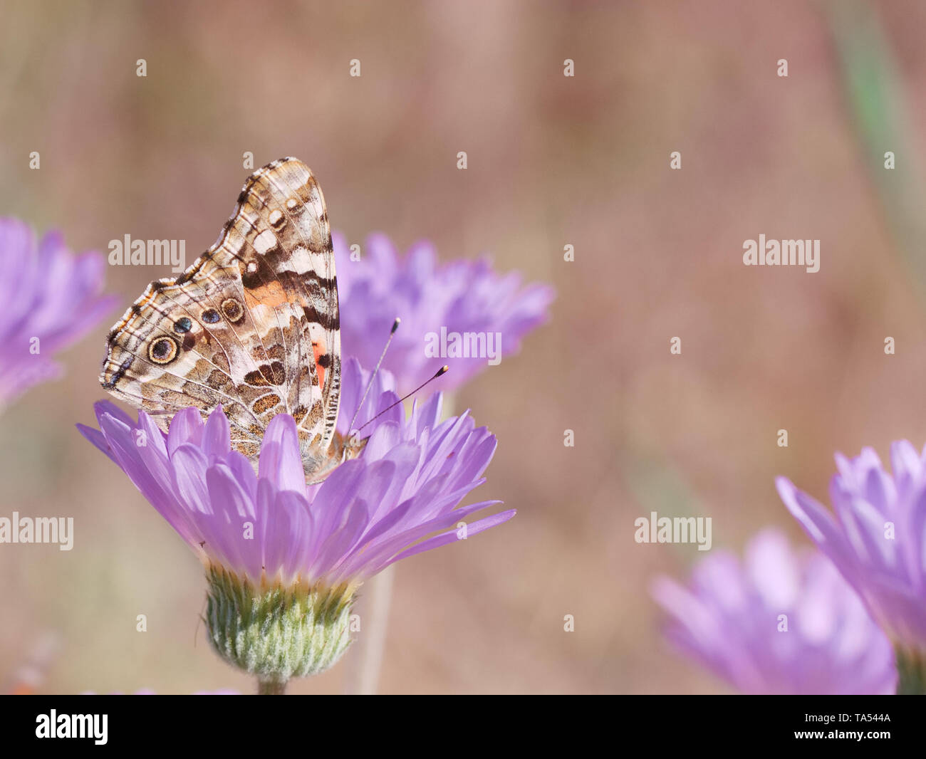 Painted lady butterfly, Vanessa cardui, perched on lavender Mojave Aster flower Stock Photo