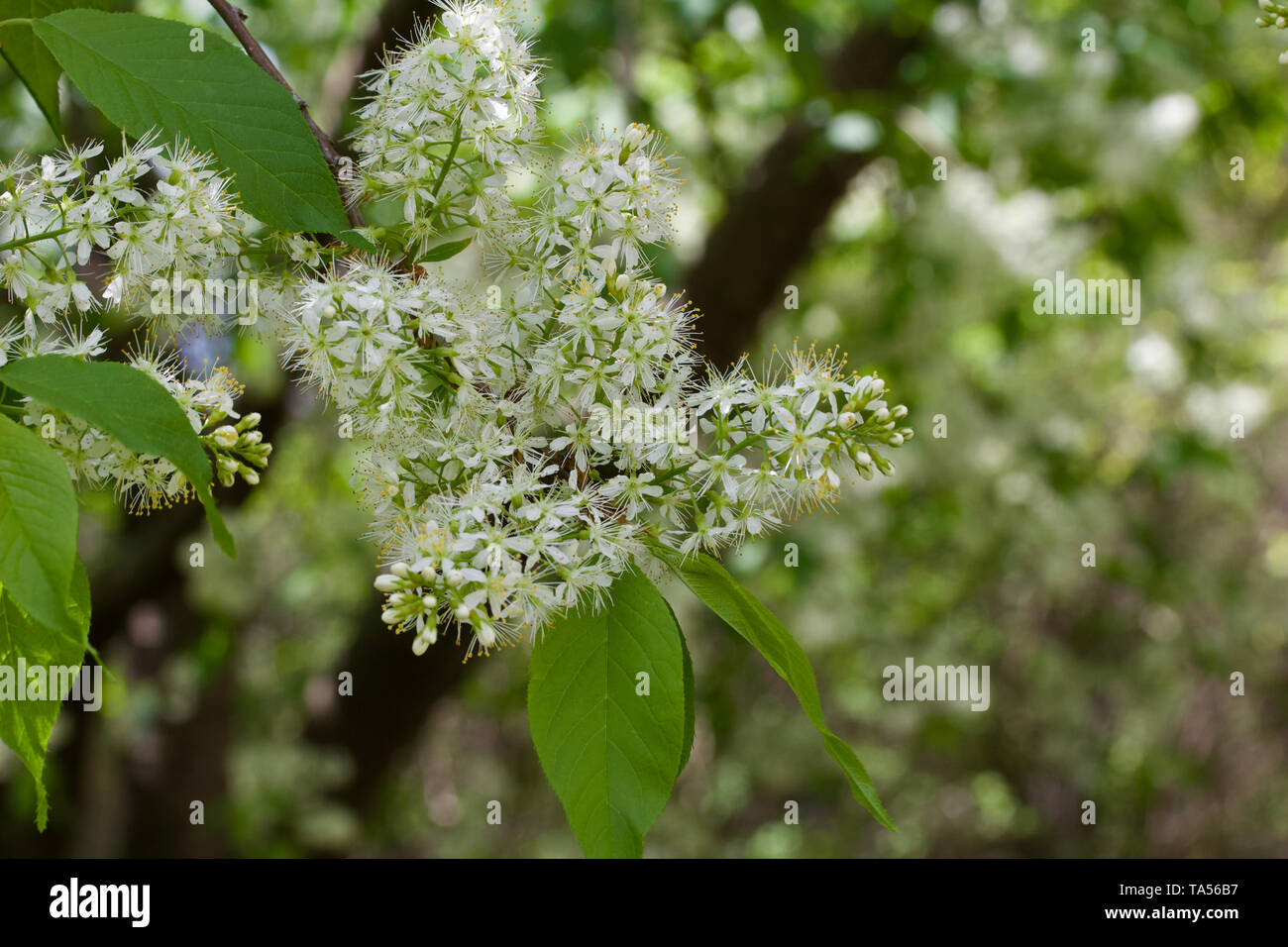 Amur cherry tree blossom hi-res stock photography and images - Alamy