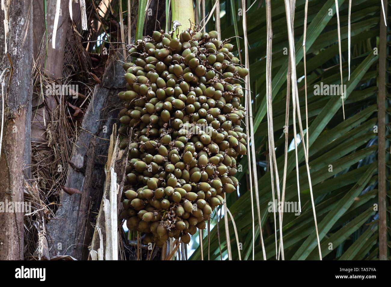 Seeds, fruits of a palm tree (Attalea colenda), Costa Rica Stock Photo