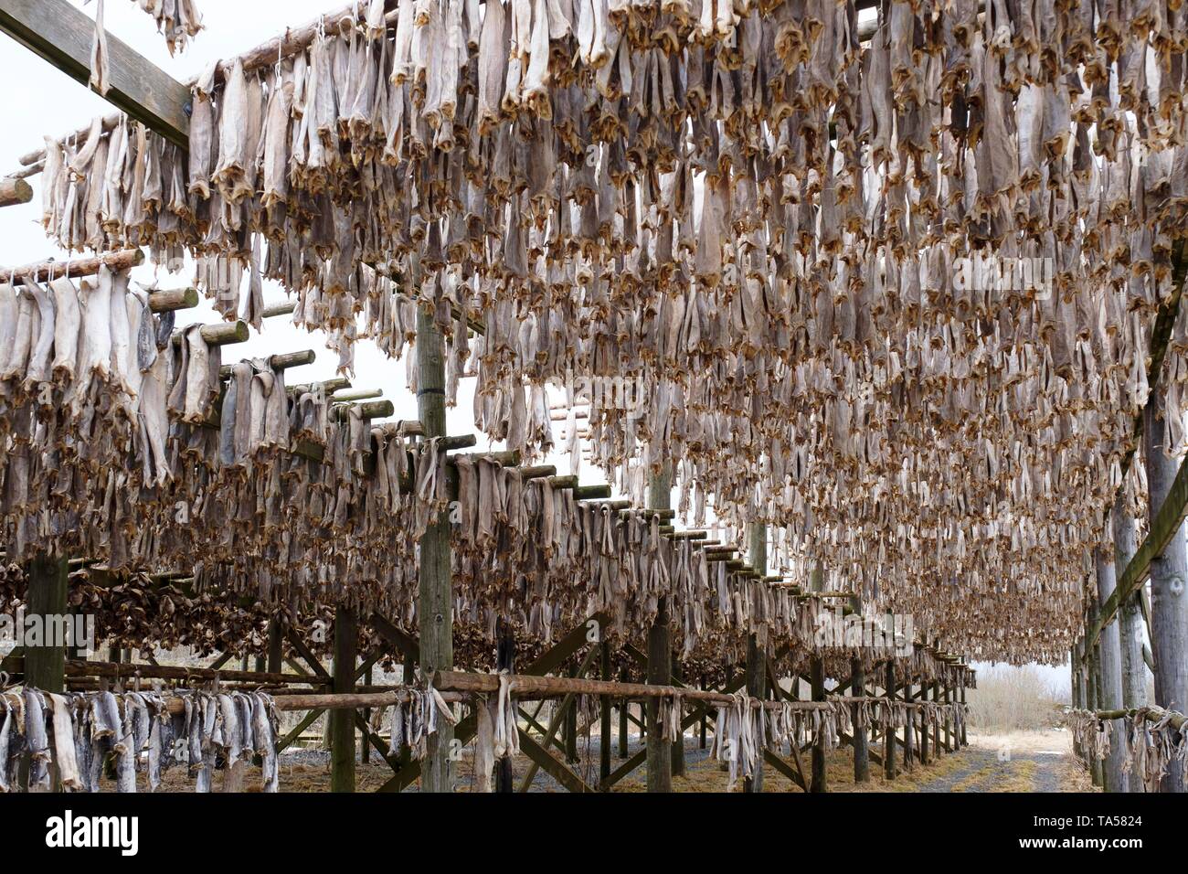 Cod, stockfish, fish heads hanging on wooden racks for drying, Svolvaer, Austvagoy, Lofoten, Norway Stock Photo