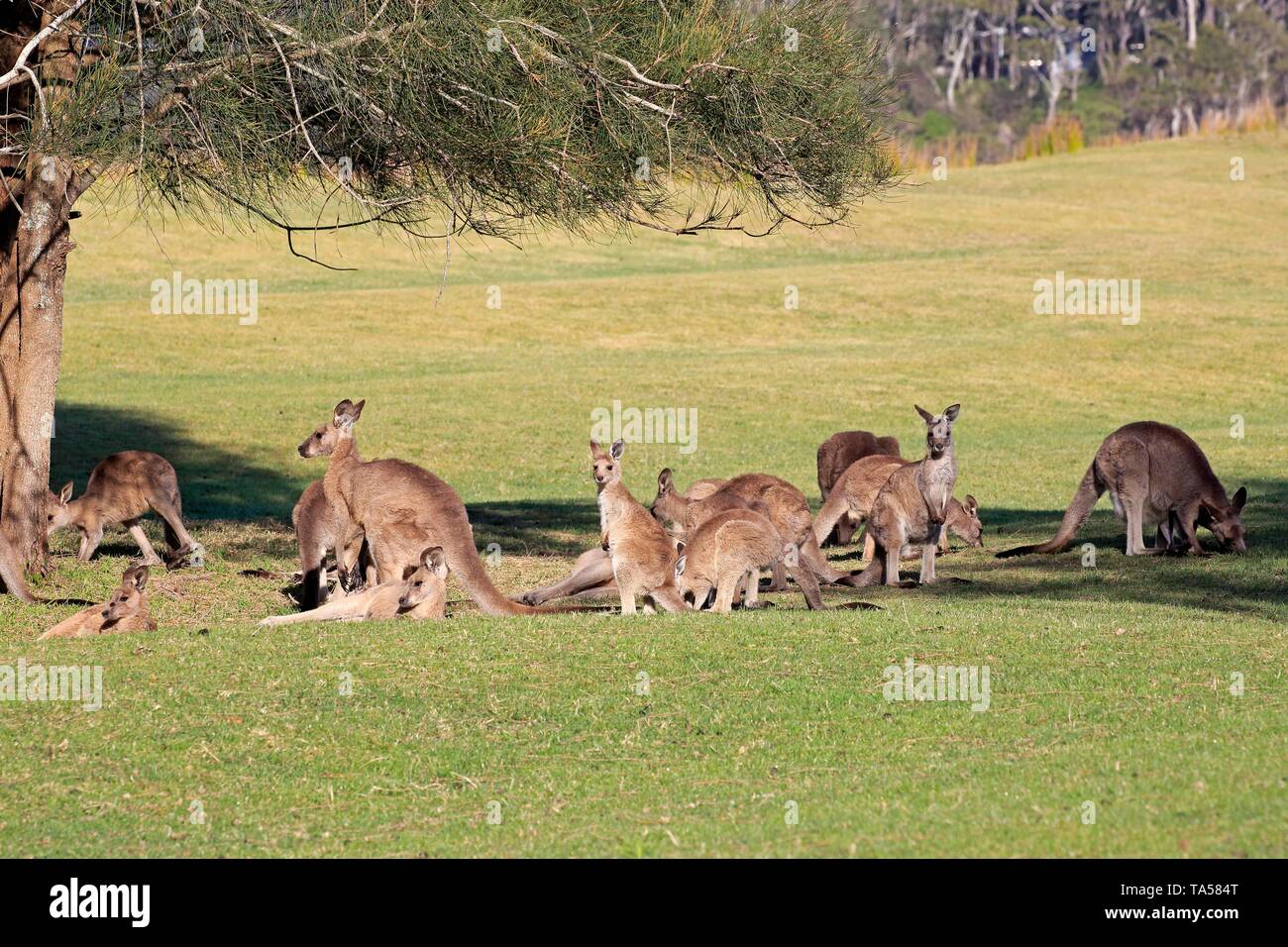 Eastern grey kangaroo (Macropus giganteus), herd resting in the shade of a tree, Maloney Beach, New South Wales, Australia Stock Photo