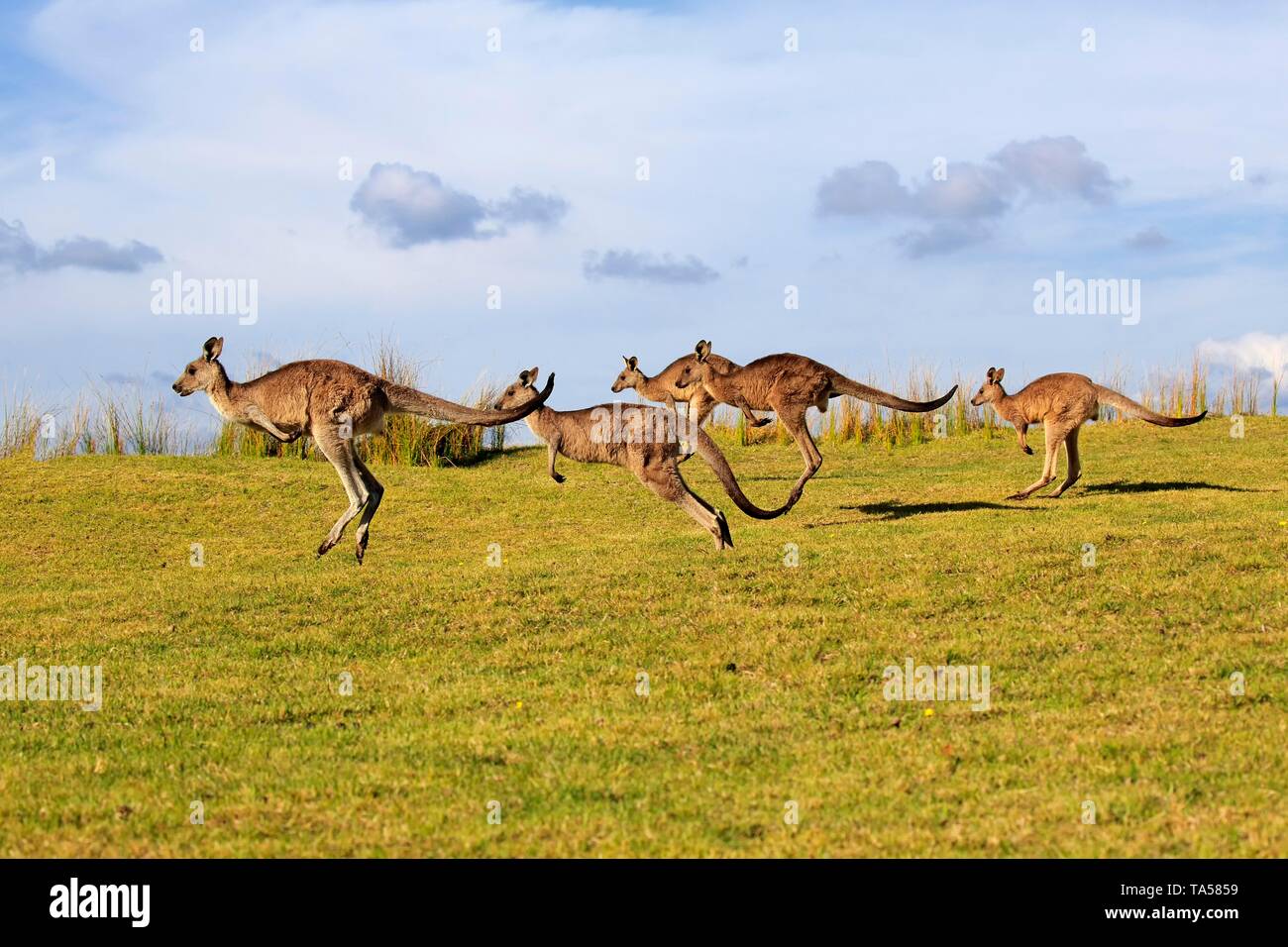 Eastern grey kangaroos (Macropus giganteus), herd jumping over meadow, Maloney Beach, New South Wales, Australia Stock Photo