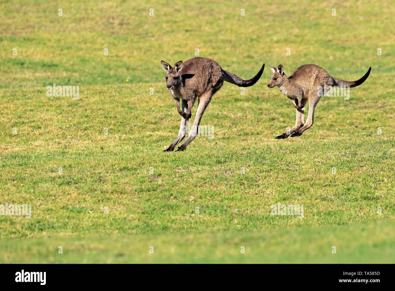 Eastern grey kangaroos (Macropus giganteus), two kangaroos jumping over