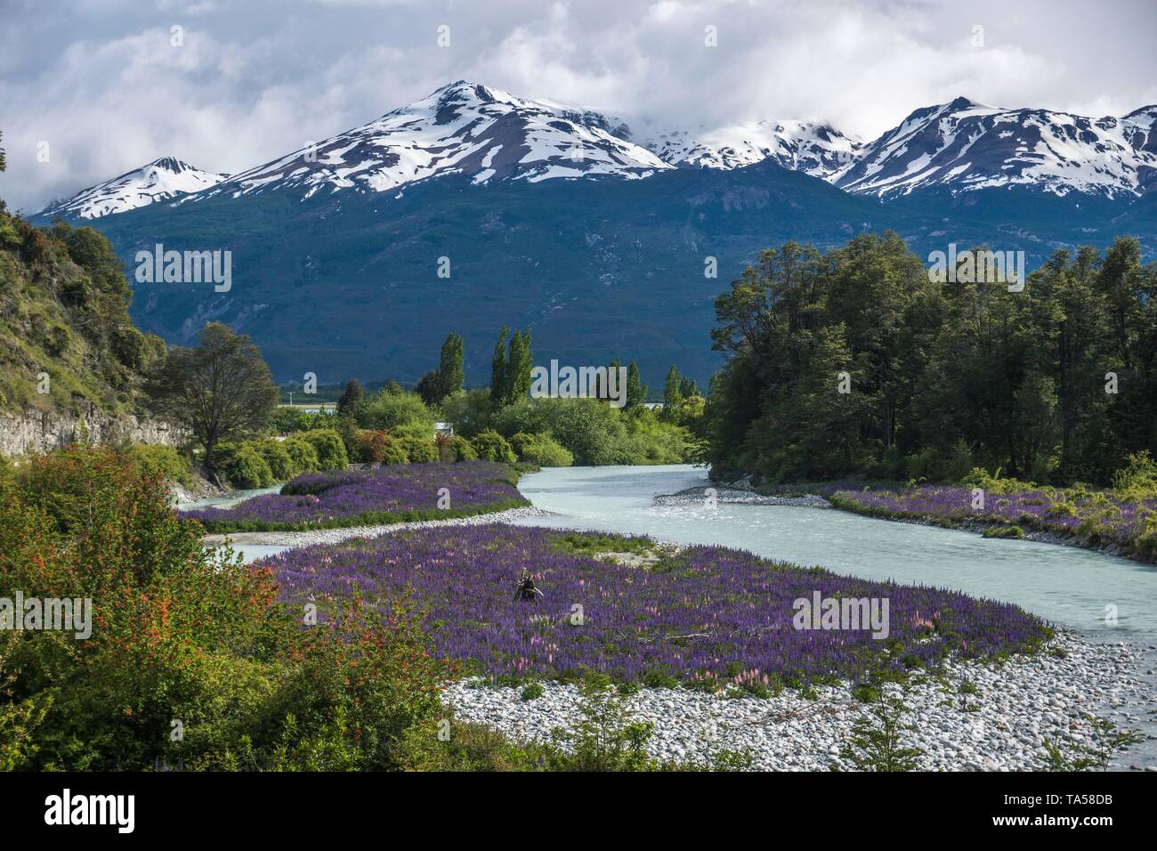 Blue Lupins (Lupinus) in the valley of the Rio El Canal near Chile Chico, Region de Aysen, Patagonia, Chile Stock Photo