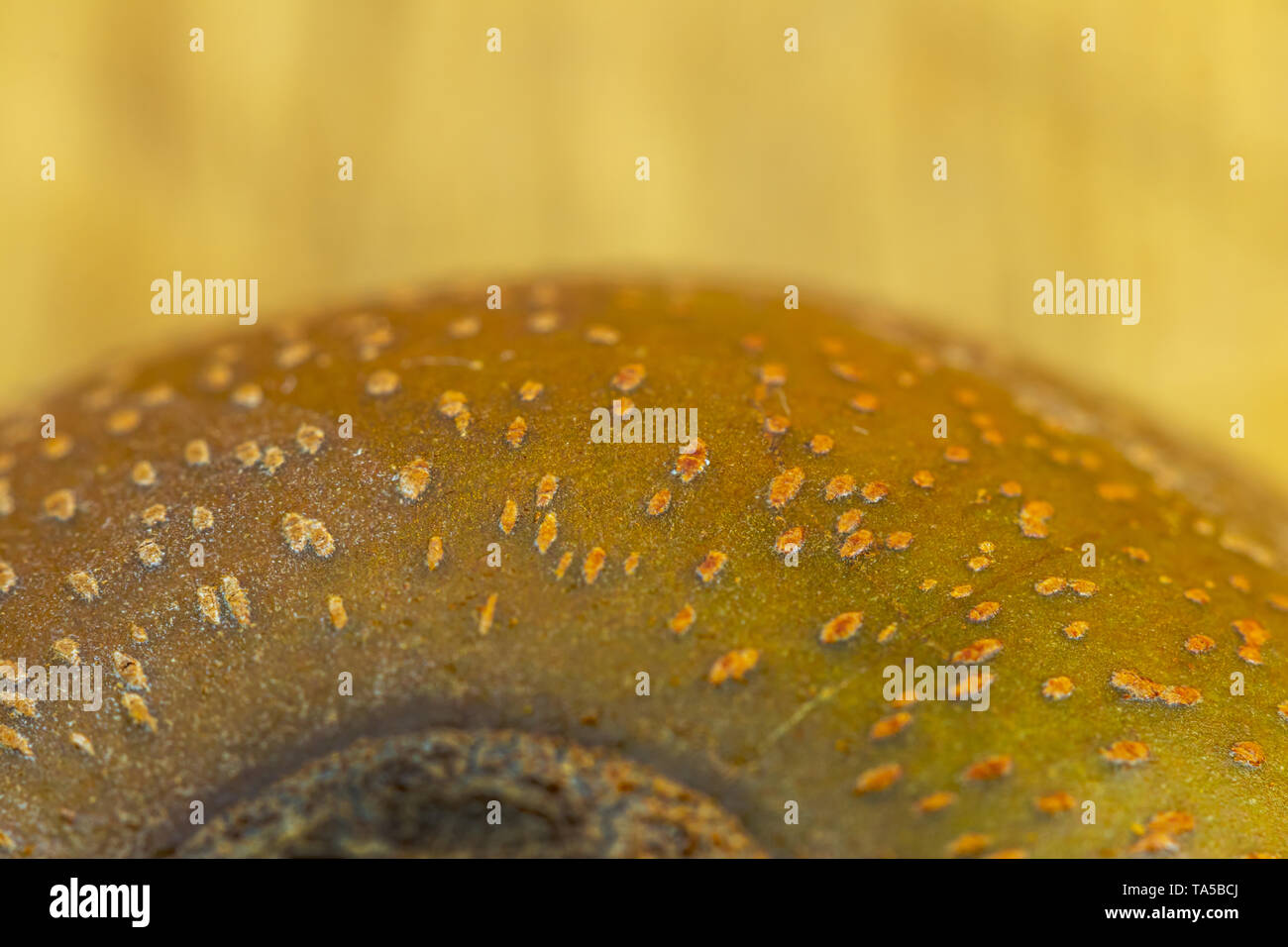 Gold skin hi-res stock photography and images - Alamy