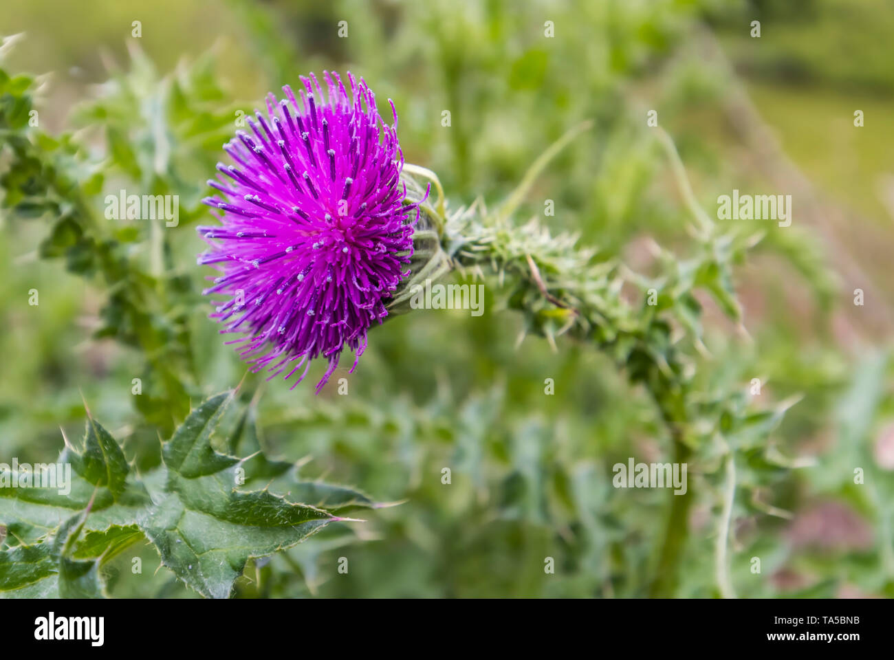 Carduus acanthoides plant (Plumeless Thistle,  Spiny plumeless thistle, Welted thistle) flower head in Spring (May) in West Sussex, England, UK. Stock Photo