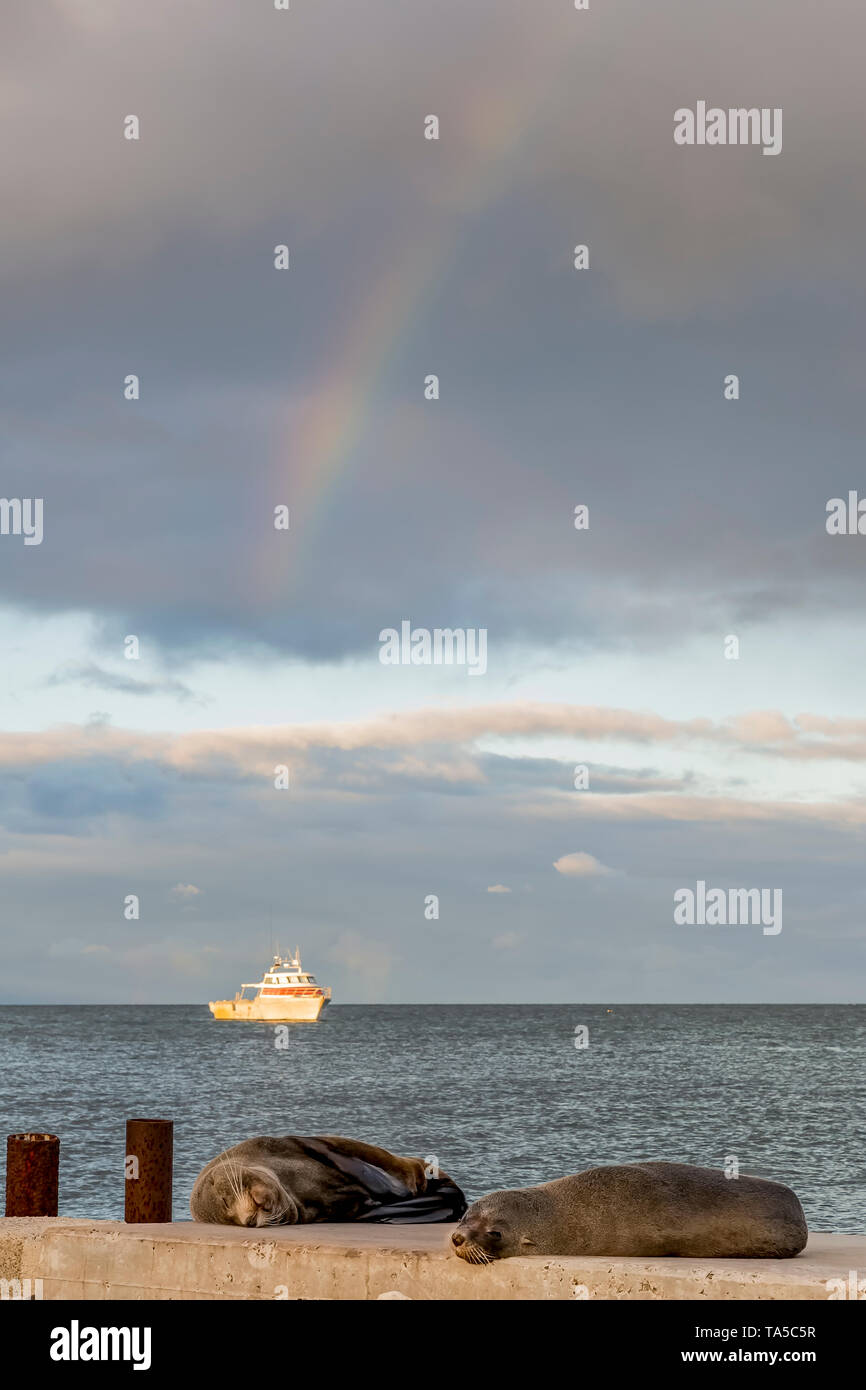 Two sea lions rest on the beach with a fishing boat in the background and the rainbow in the sky, Kingscote, Kangaroo Island, Southern Australia Stock Photo