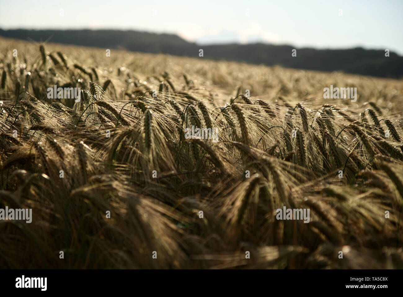 Der Sommerwind streicht über das Ährenfeld Stock Photo
