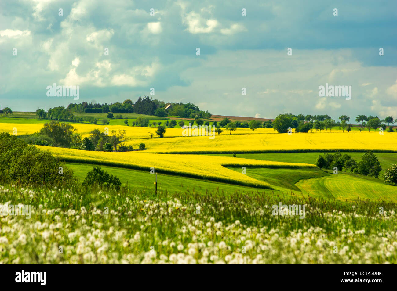 Scenic View of a yellow brassica rape seed field in the distance with ripe dandelion flower meadow in foreground Stock Photo