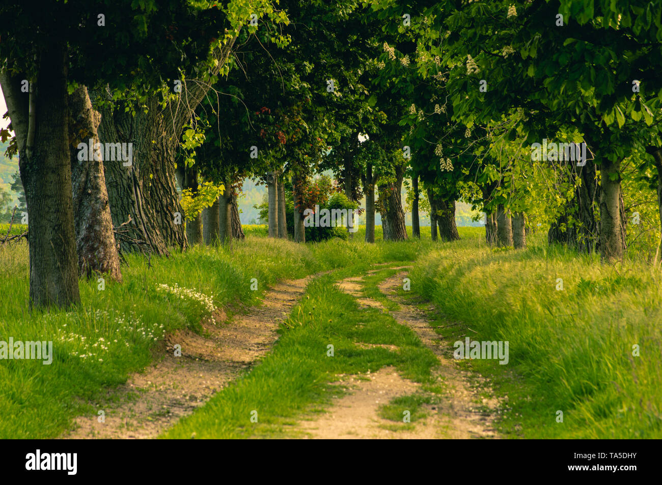 farm road lined by maple and chestnut trees Stock Photo