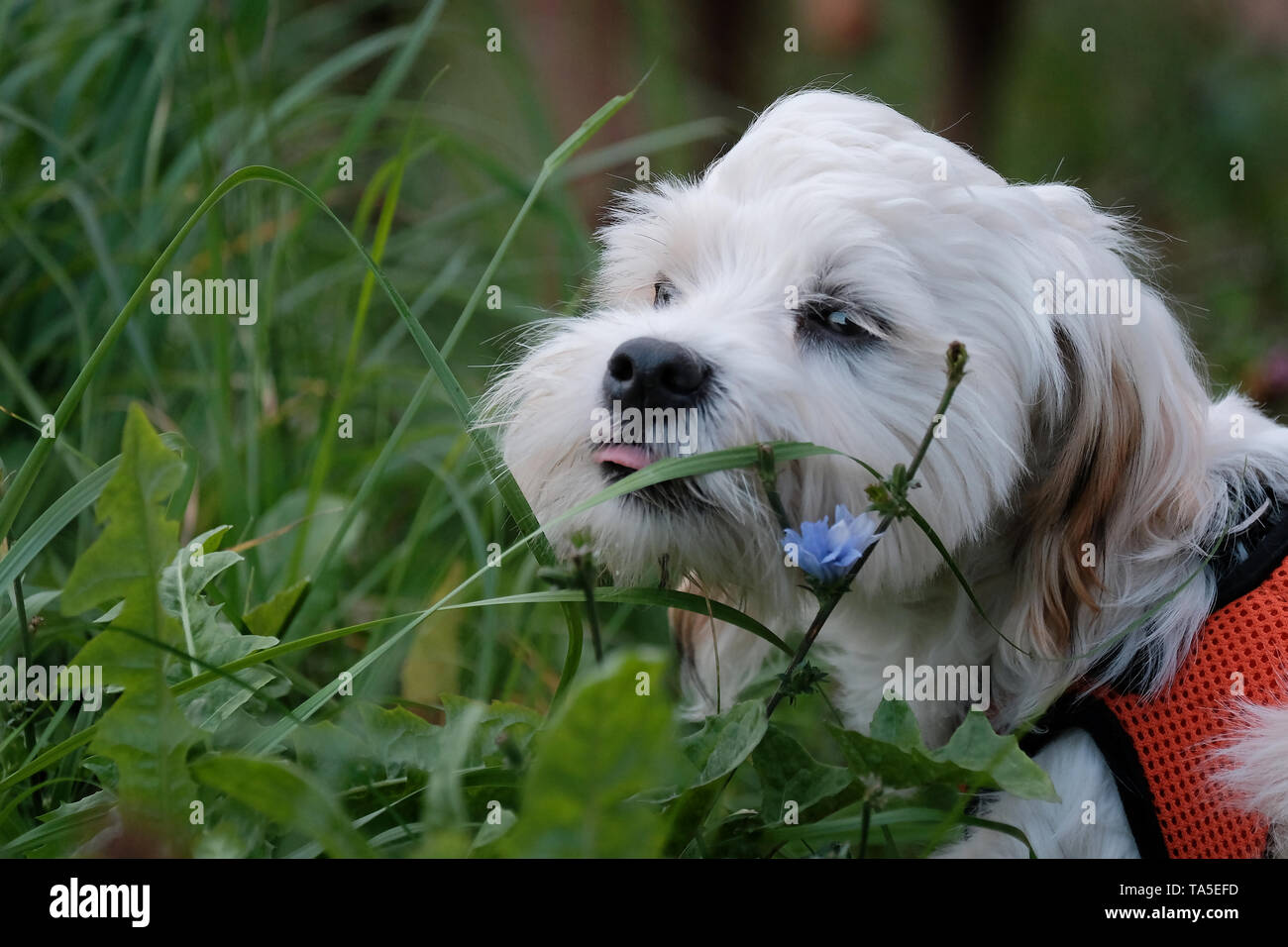 A dog can be your best friend Stock Photo Alamy