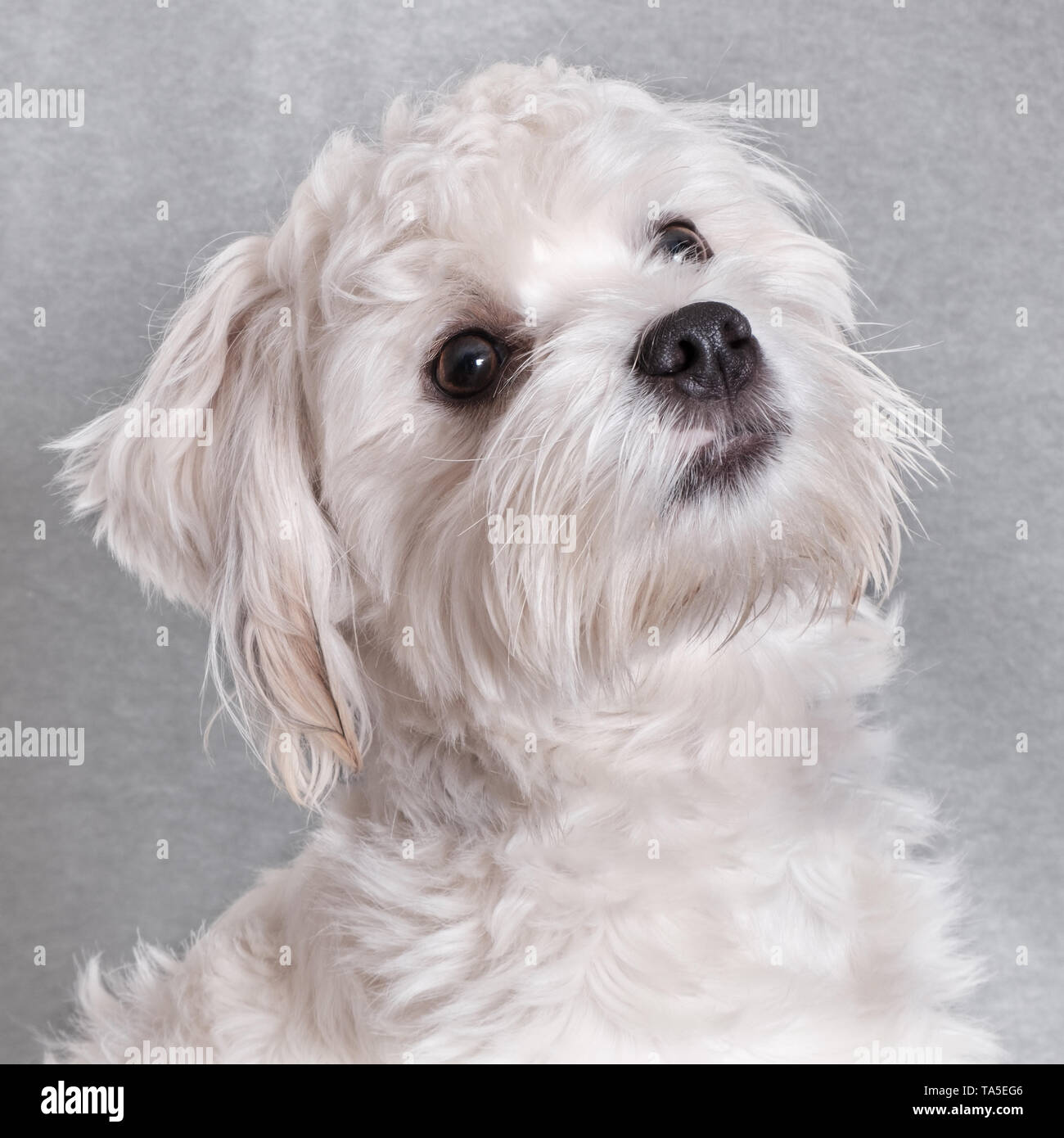 A dog can be your best friend Stock Photo