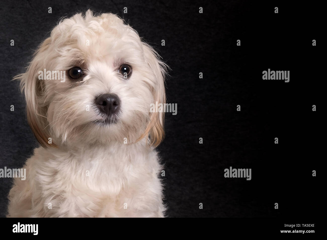 A dog can be your best friend Stock Photo