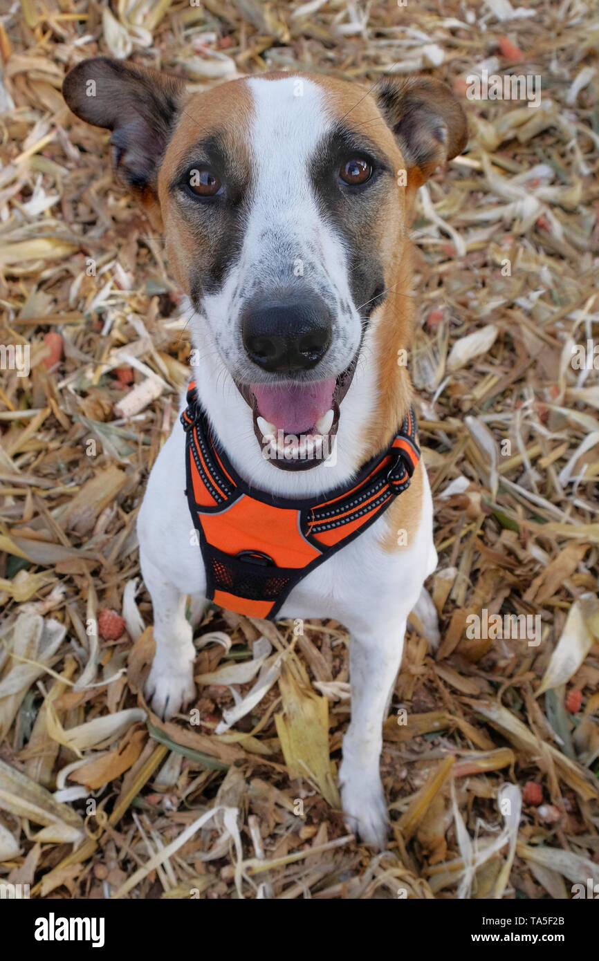 A dog can be your best friend Stock Photo Alamy