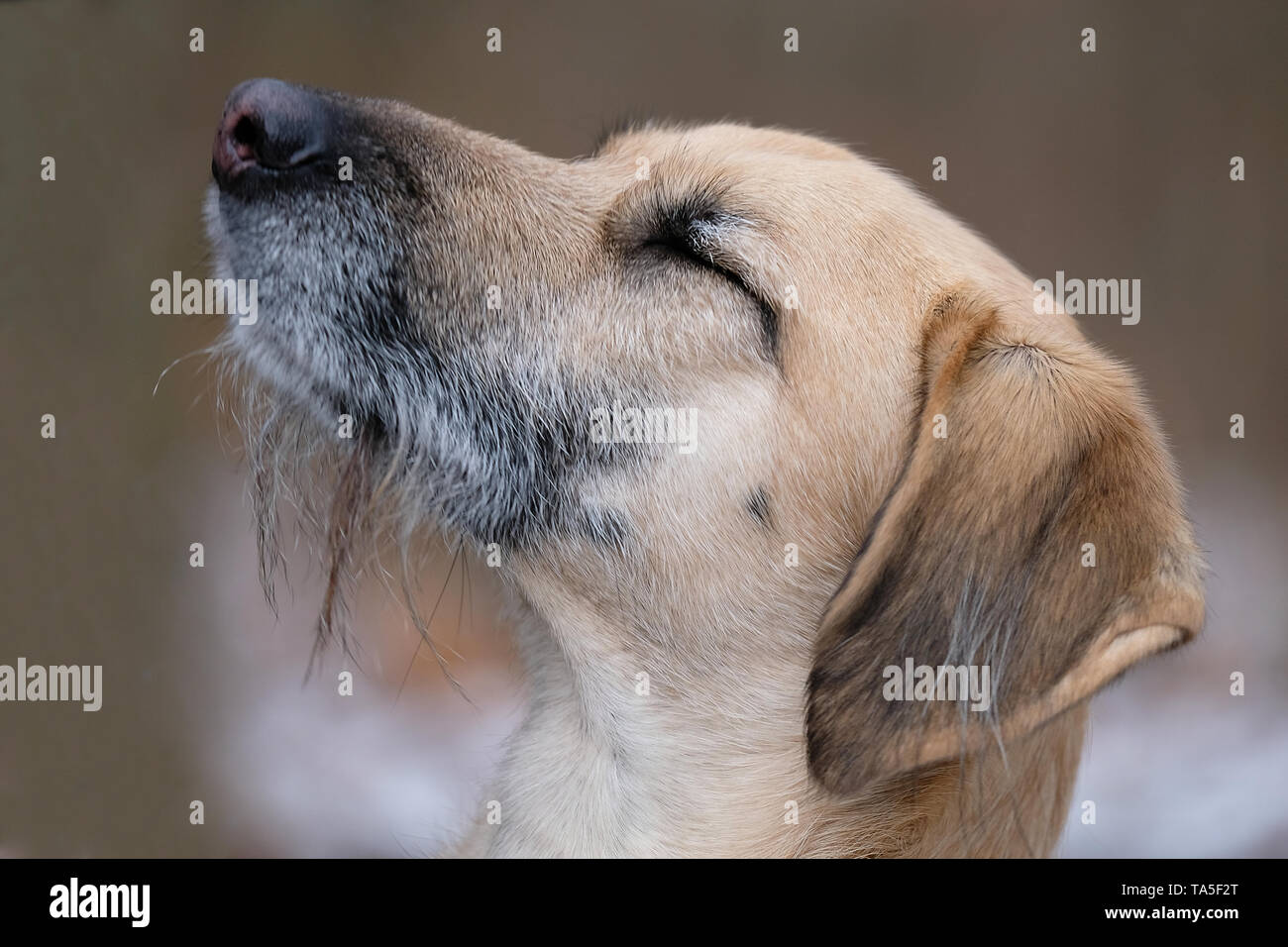 A dog can be your best friend Stock Photo